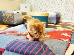東京の動物カフェランキングtop10 じゃらんnet