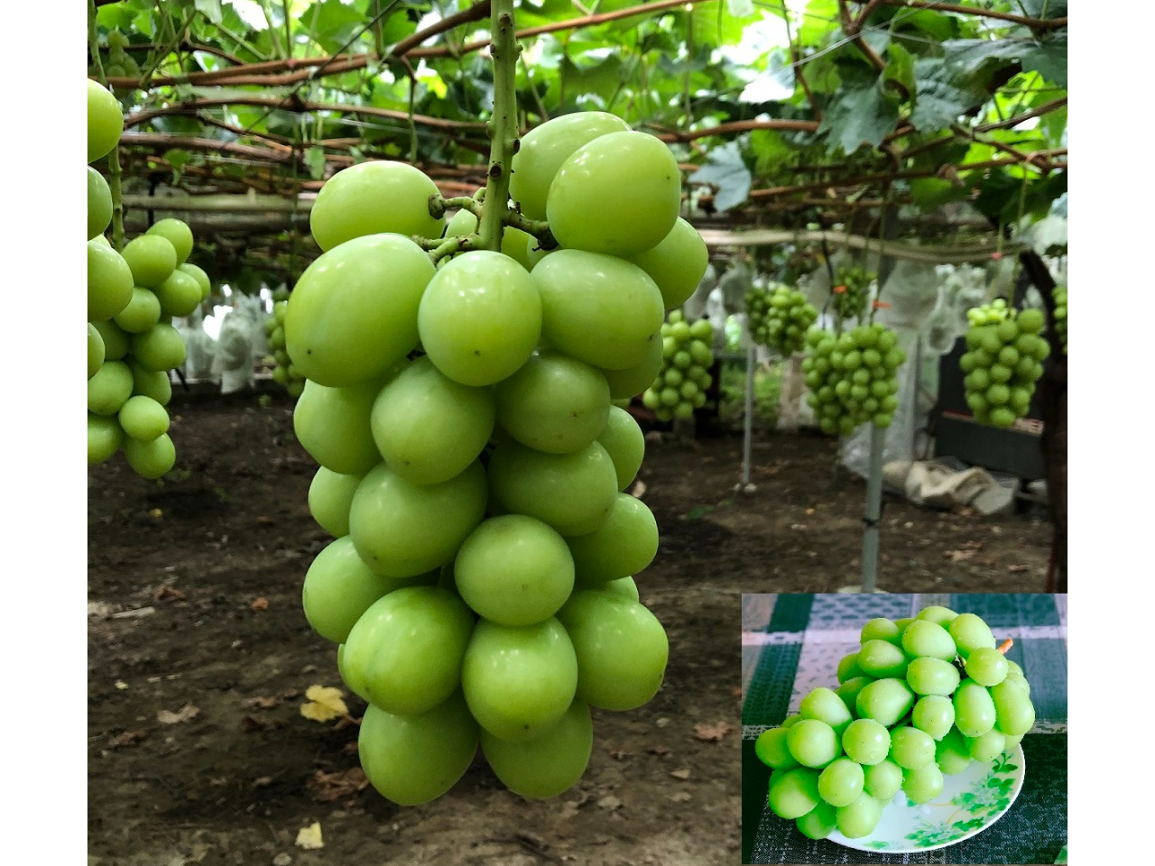 ��l�C�̃V���C���}�X�J�b�g���
