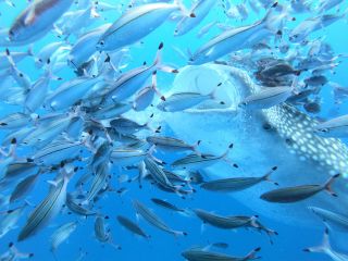 体験ダイビングでジンベイザメにこんなに近づける