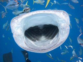 この距離で口の中もしっかり見れます(^^)v