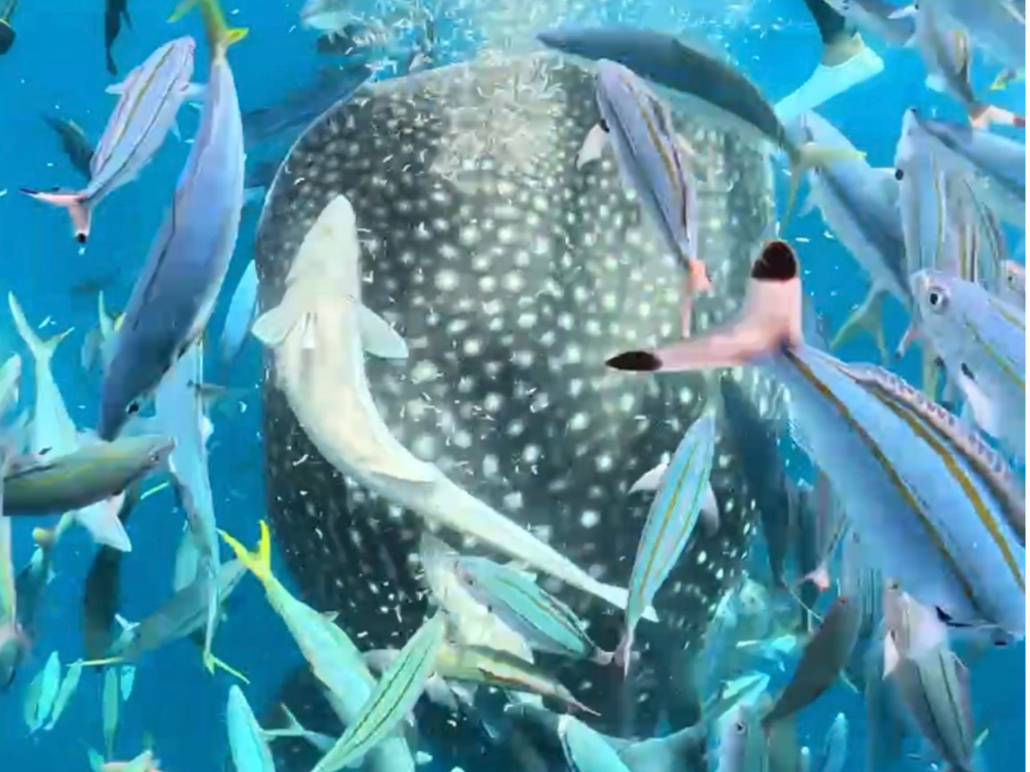 WxGU̎ɂ͑ɂR̂񂪂o}Ă܂( ^^) _U~~