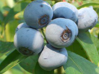 広石農園のブルーベリーは、農林水産省認定の有機JASを取得しております。