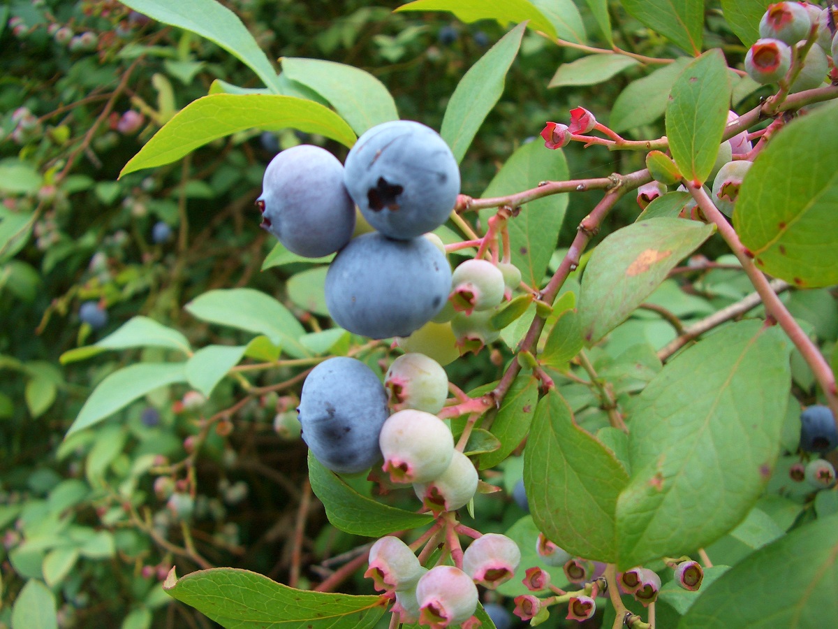 u[x[̗ÂA傫̂܂ł낢Ƃ܂B