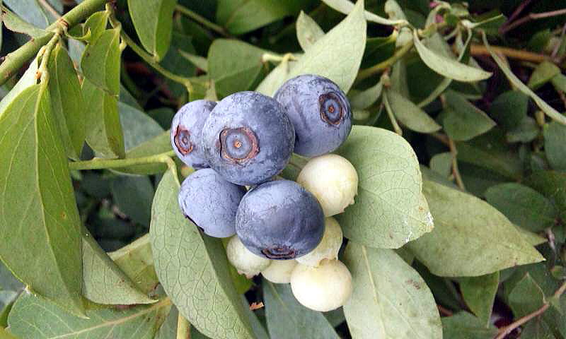 ؂̒ɂ́Aʐ^̂悤ȑ傫񂠂܂̂ŁATĂ݂ĂˁI