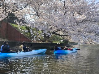 湖畔に広がる桜並木を満喫できるツアー