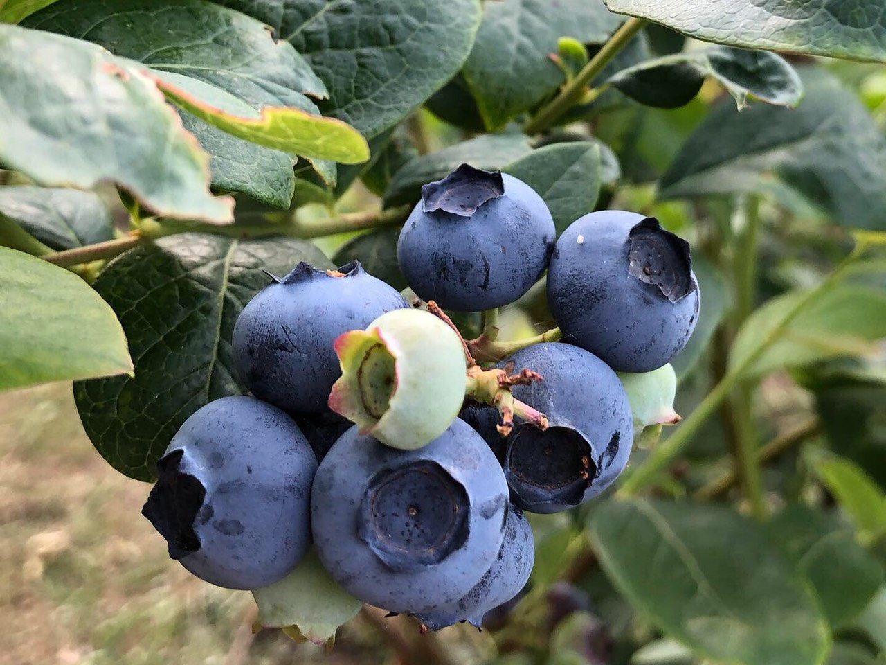 23年開催予定 ブルーベリー狩り 1時間食べ放題 500円 ファミリーにおススメ 熊本のおいしい水と太陽を浴びたブルーベリー ブルーベリー農園片倉 じゃらん遊び体験