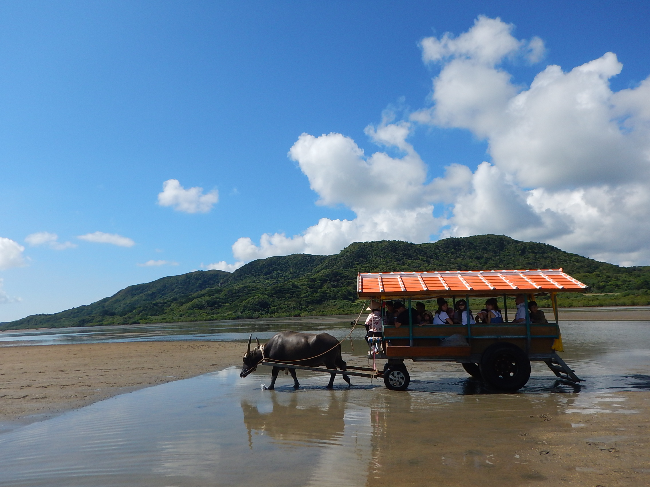 水牛車に揺られてのんびりと由布島観光