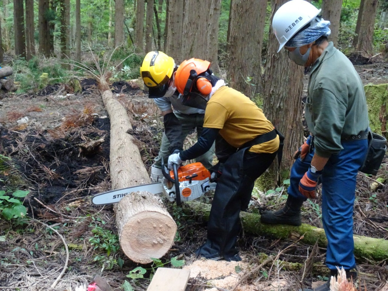 間伐した木材をチエンソーで切っています。
