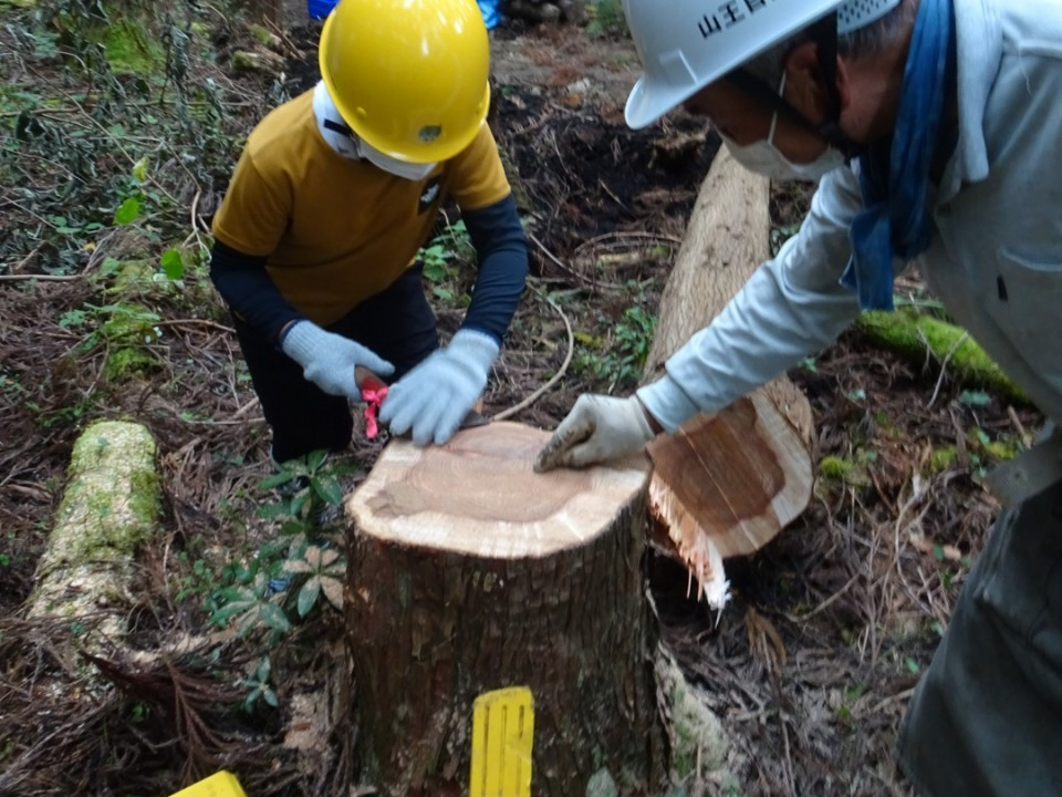 切った樹木の年輪を確認