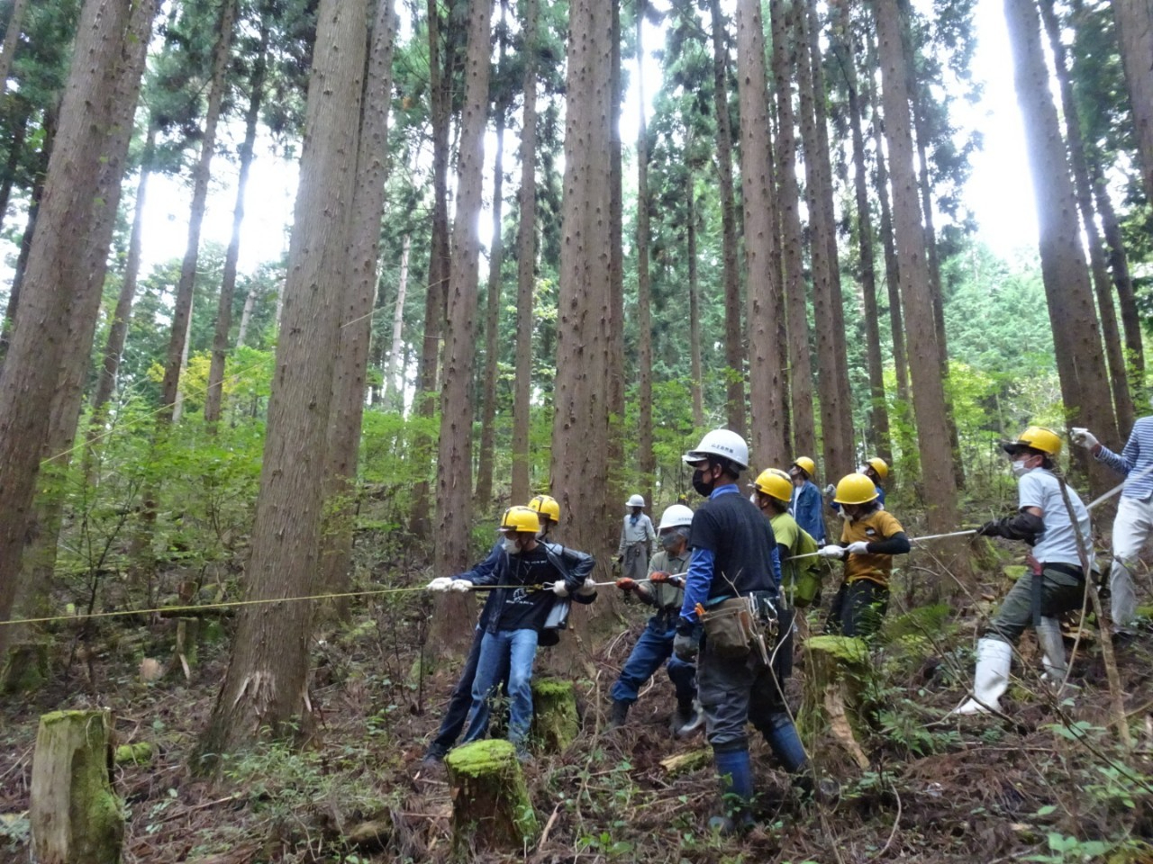 切り倒す瞬間は、皆で引っ張って切り倒します!