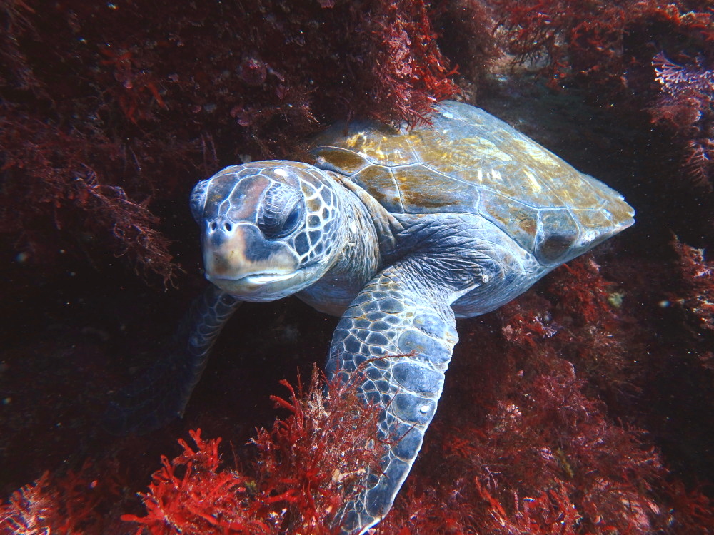 川奈の海のアイドル