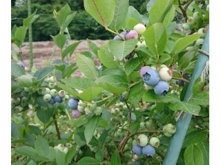 おいしいブルーベリーが食べ放題!