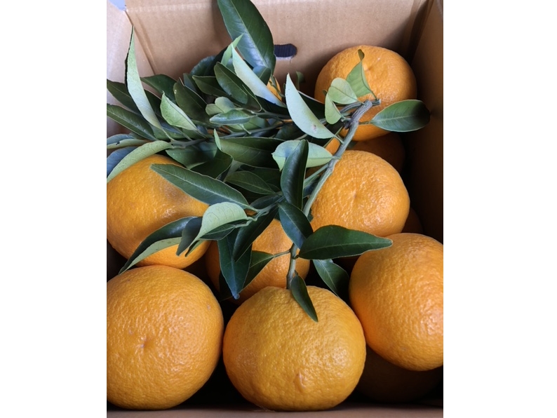 ���G�߂ɉ����āA�ÉĈȊO�ɂ��w�͂�݁x�w�����I�����W�x�w�j���[�T�}�[�I�����W�x���̂��y�Y�E�n������������܂��B