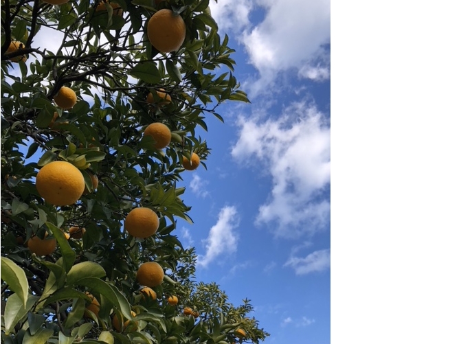 【静岡県・伊東市】【時間無制限食べ放題!】甘夏みかん狩り|宇佐美駅への無料送迎可...