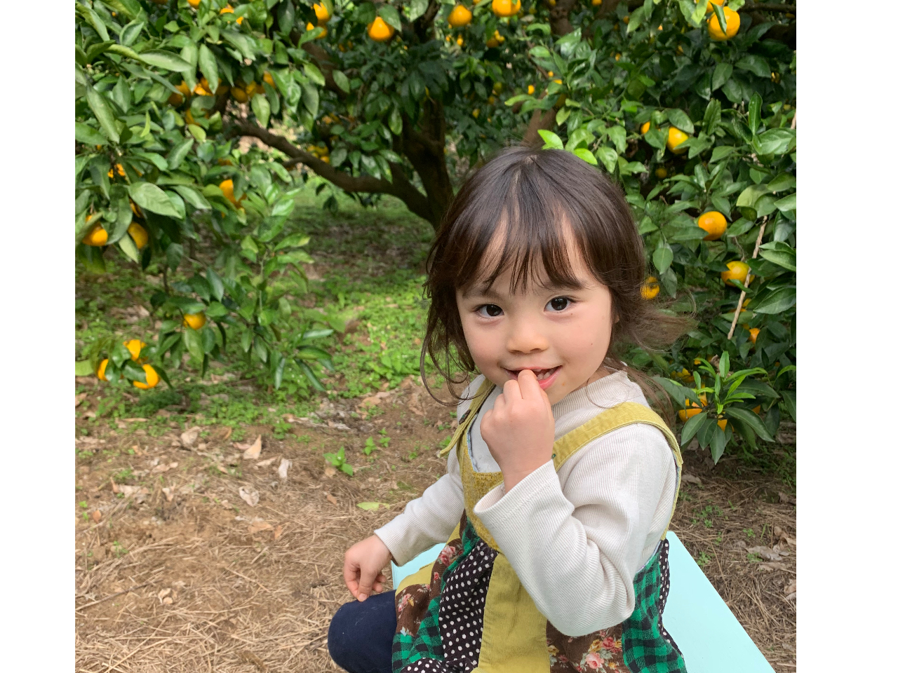 ★温州みかん狩り★ 10月から12月下旬まで開催中