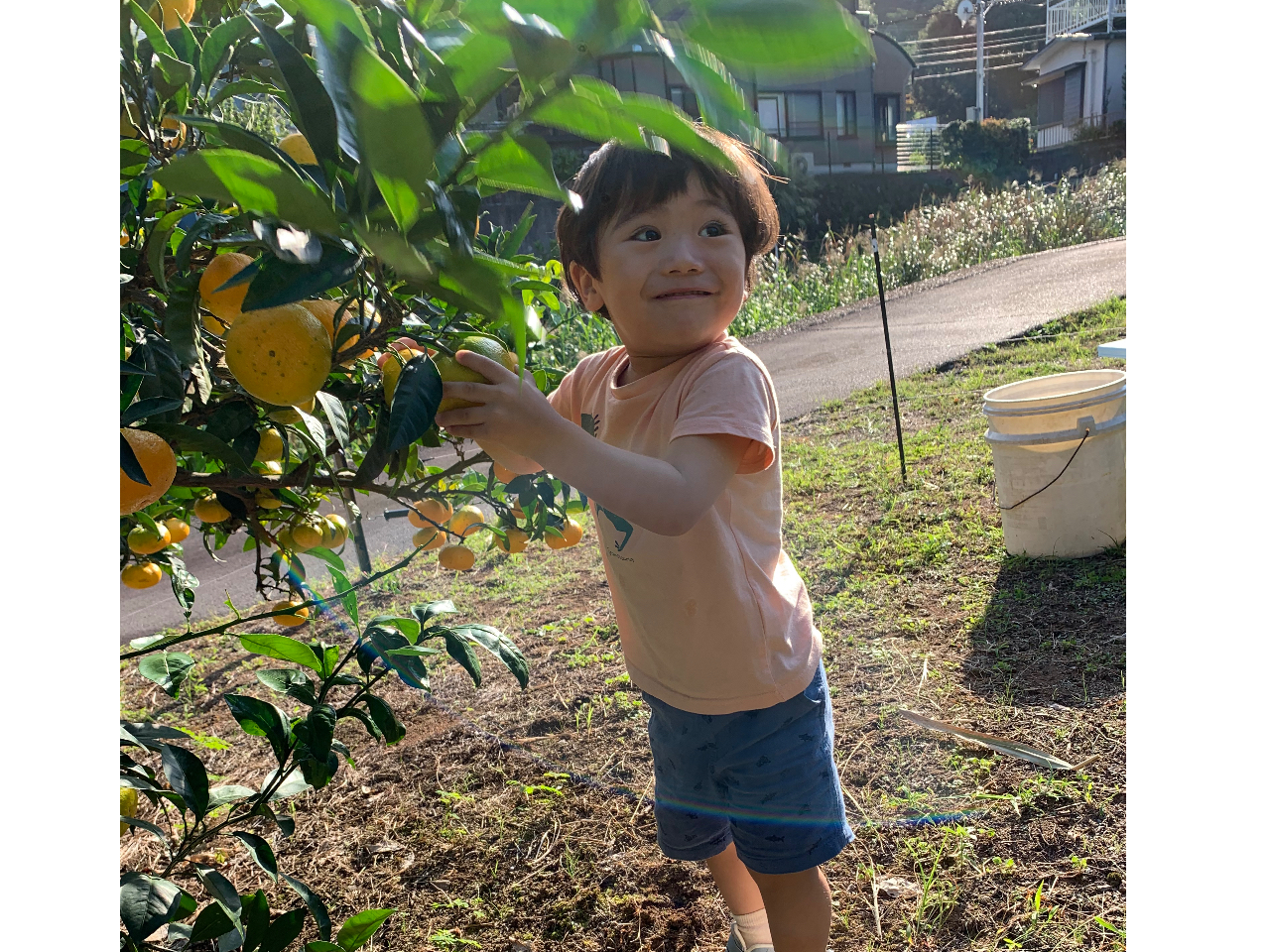 ☆極早生みかん狩り☆ 小さなお子様でも安心して楽しめます。