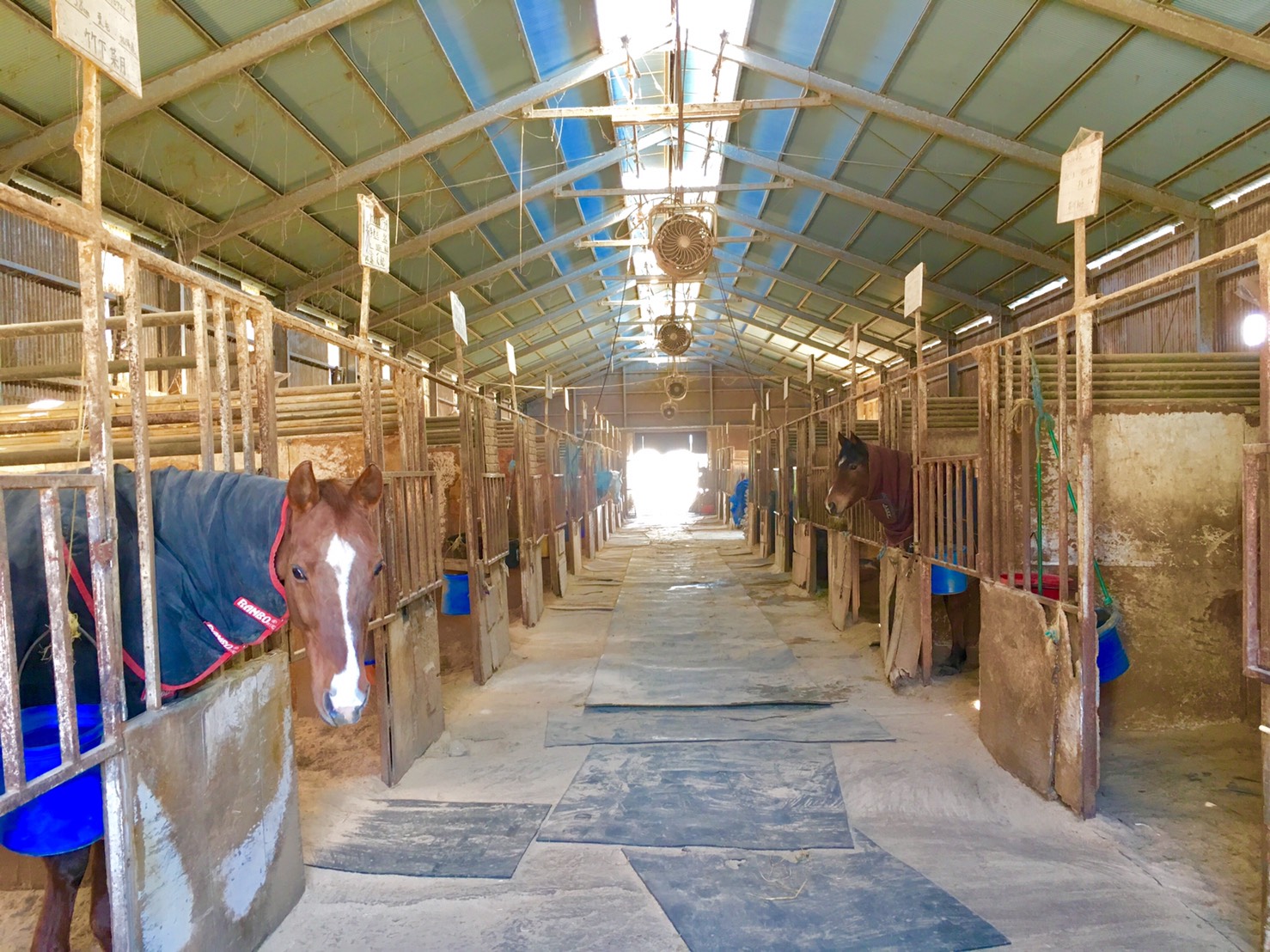 ♪引き馬体験♪アットホームな教室で楽しく馬場1週★