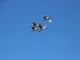 鳴き声がしたら上空を、タンチョウが・・。