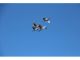 鳴き声がしたら上空を!!タンチョウが見れることも