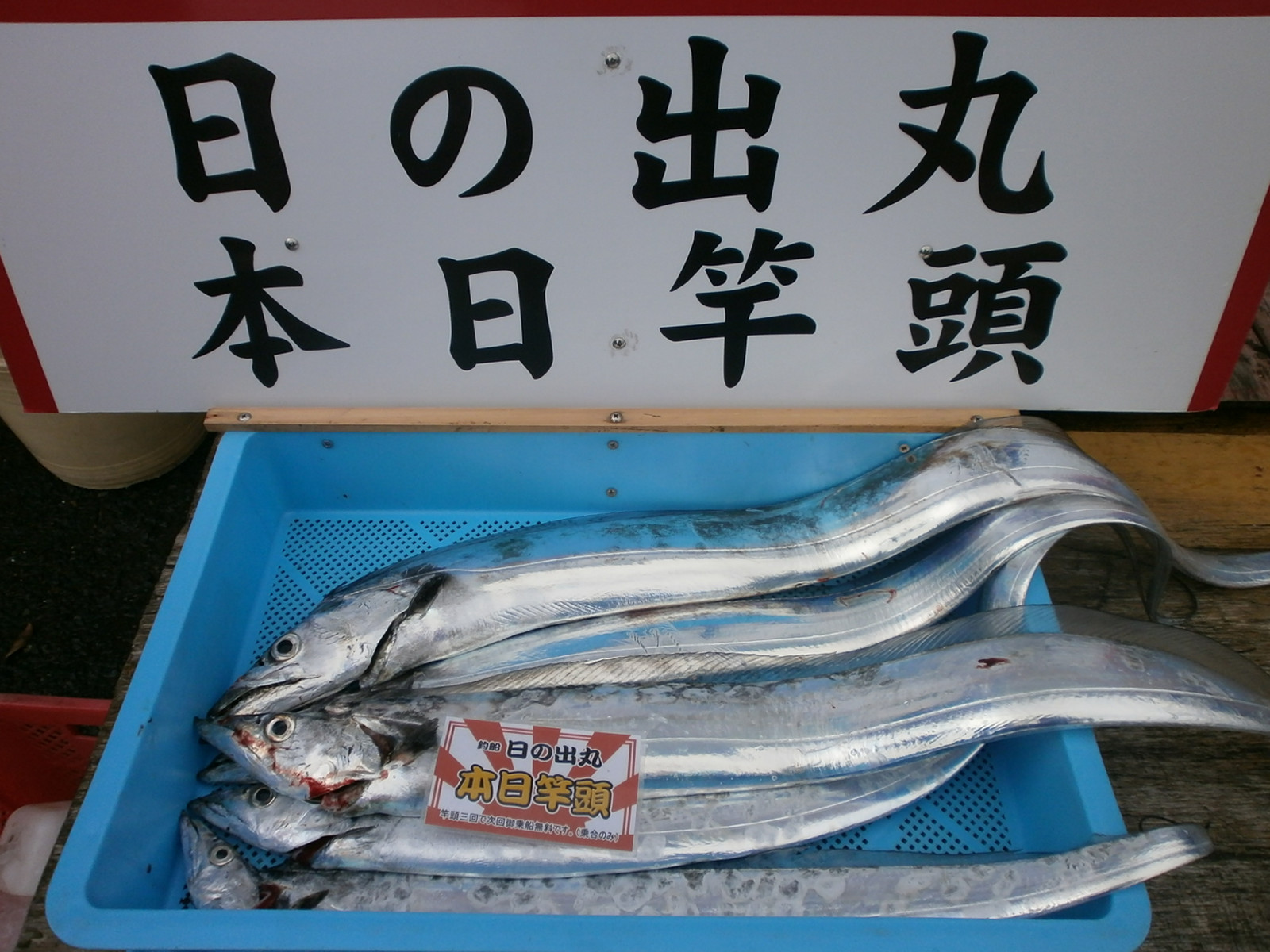 良型・大型タチウオ