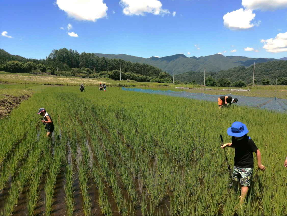 7月21日〉草取り体験【田んぼプロジェクト2025】/皇海山キャンプ