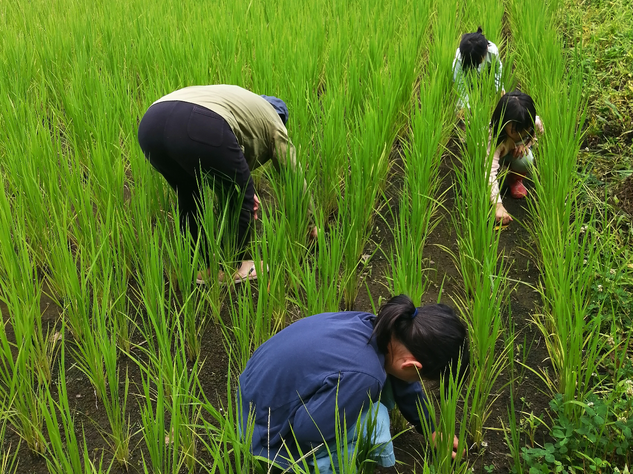 7月21日〉草取り体験【田んぼプロジェクト2025】/皇海山キャンプ