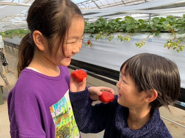 【レーン貸し切りでいちご狩り♪】章姫45分いちご狩りプラン【大安ICより車で5分】※コロナ対策中※のプラン詳細