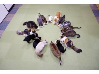 沢山の猫ちゃんたちと触れ合える癒しのひと時 30分ドリンク飲み放題 おやつ付 ねこカフェ 猫八 じゃらん遊び体験 沢山の猫ちゃんたちと触れ合える癒しのひと時 30分ドリンク飲み放題 おやつ付 ねこカフェ 猫八 じゃらん遊び体験