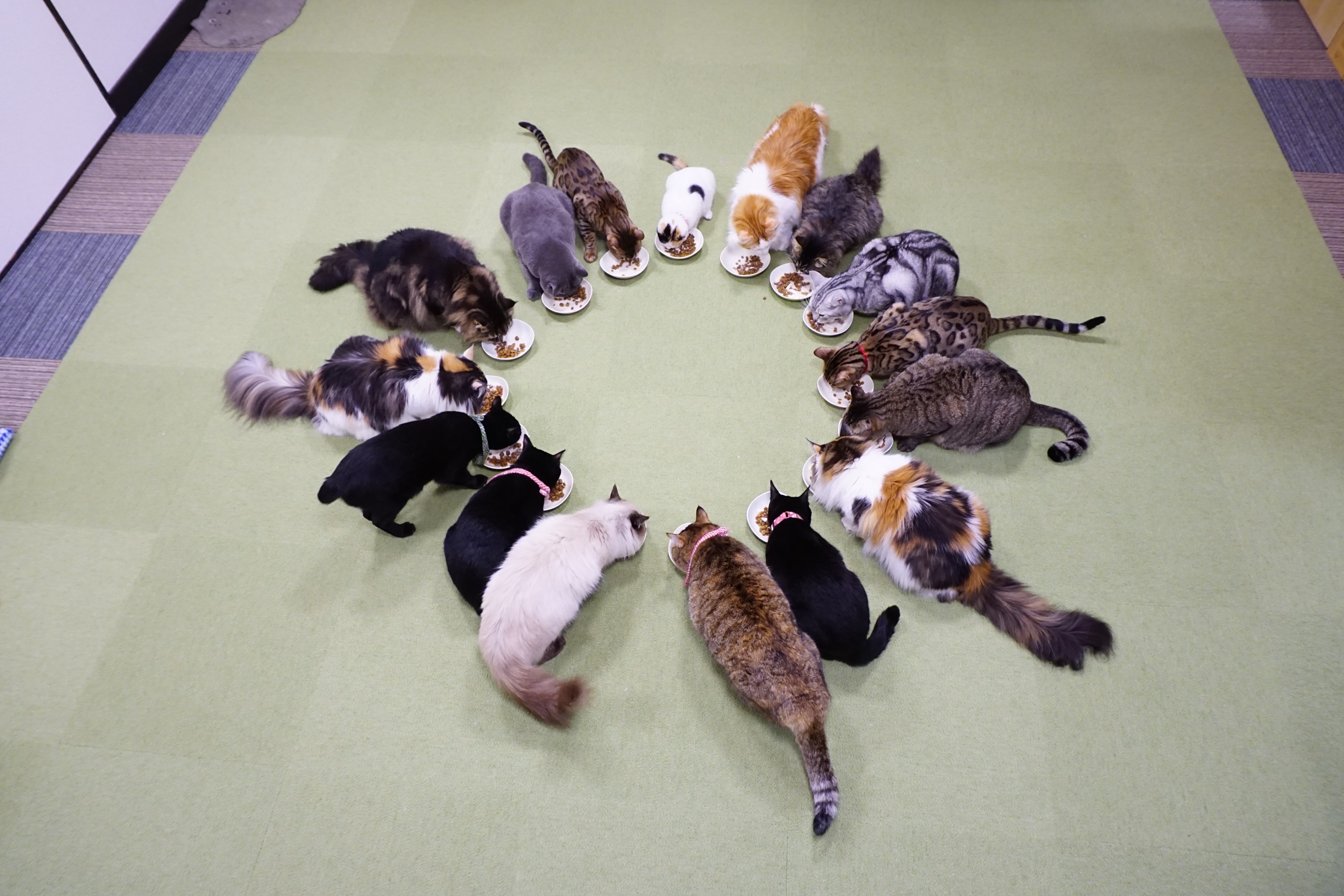 世界の珍しい猫ちゃんと触れ合える癒しのひと時★30分コース★