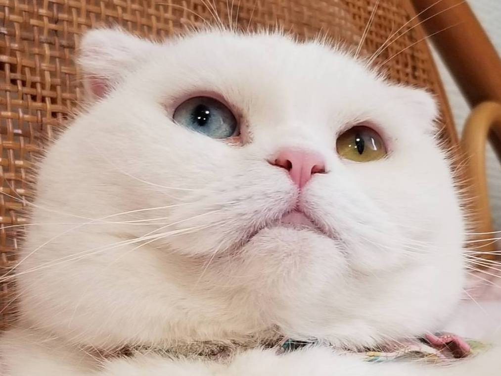 世界の珍しい猫ちゃんと触れ合える癒しのひと時☆30分コース☆/ねこ