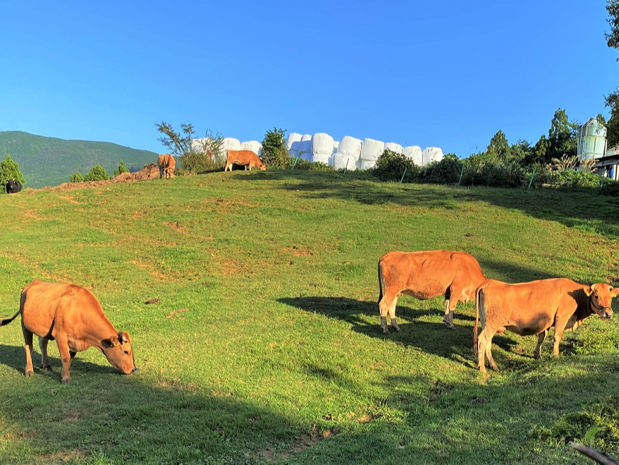 l̐^񒆁AȐň̓yA̗kYBNx̕i]ł͍ŗDG܁ADG܂ƂukYyv܂܂I