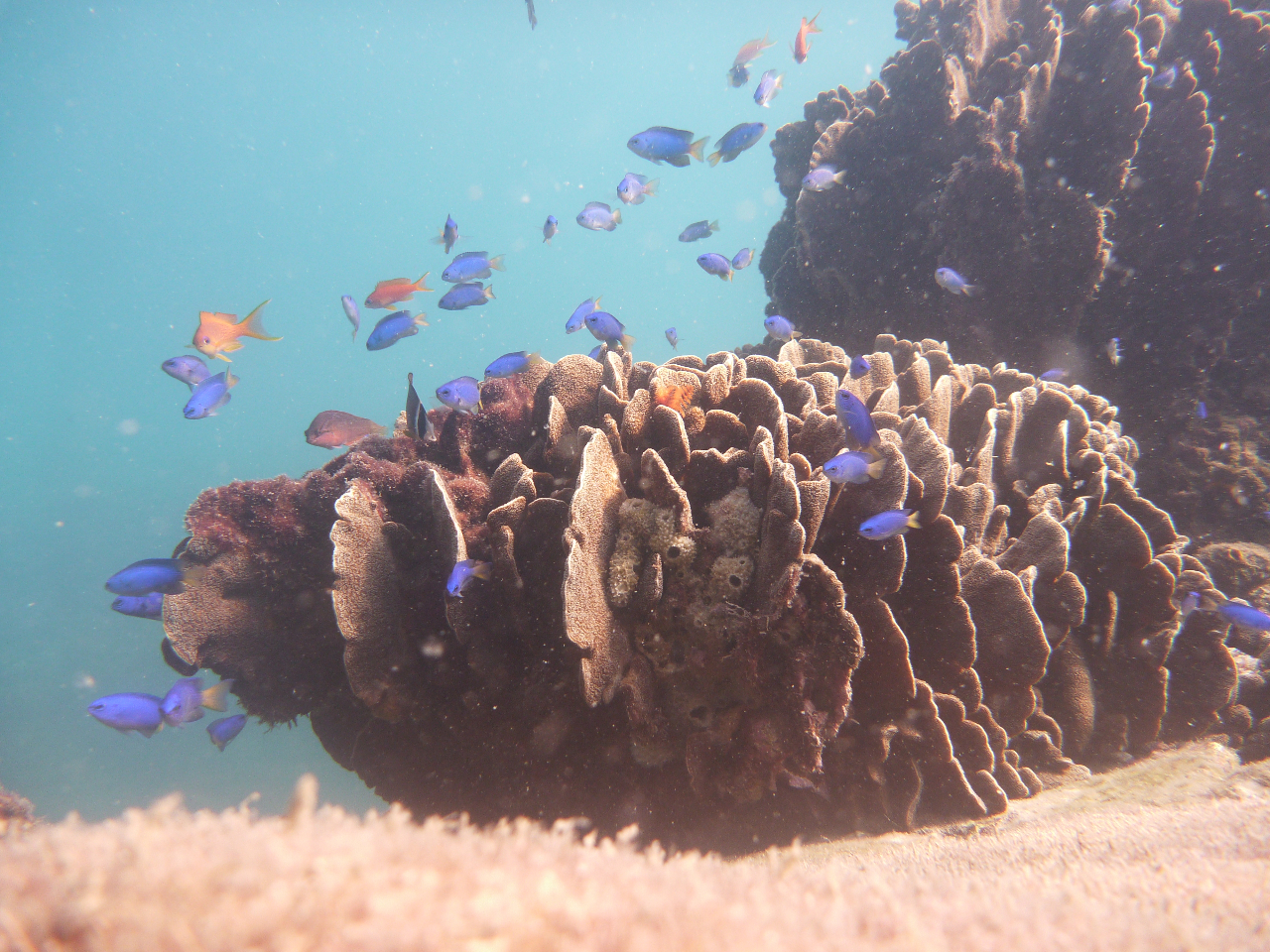 |Cł݂VRTSƐFN₩ȋB