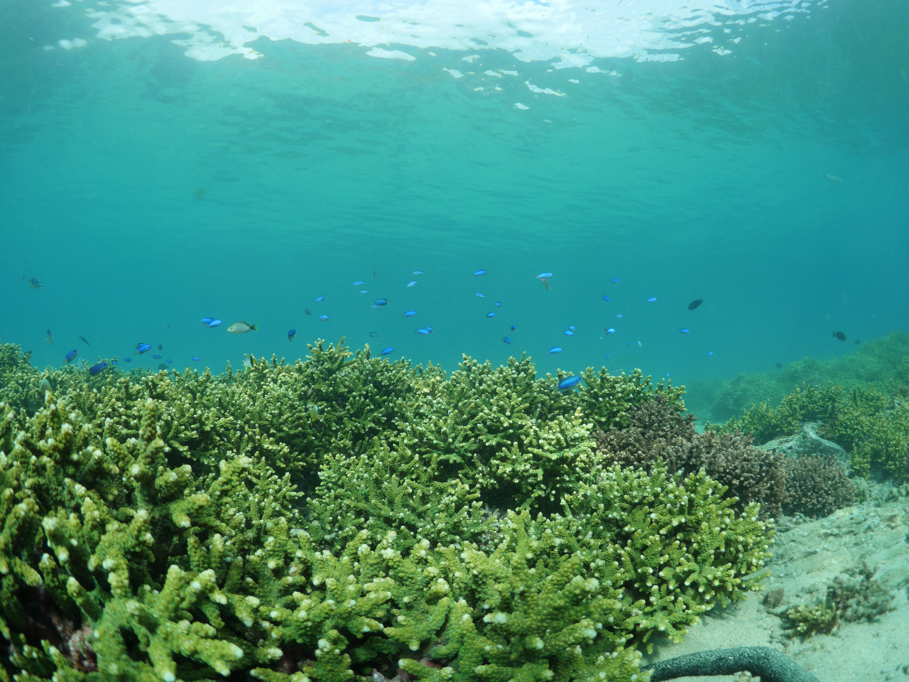 |CŌG_~hCVTSƐFN₩ȋB