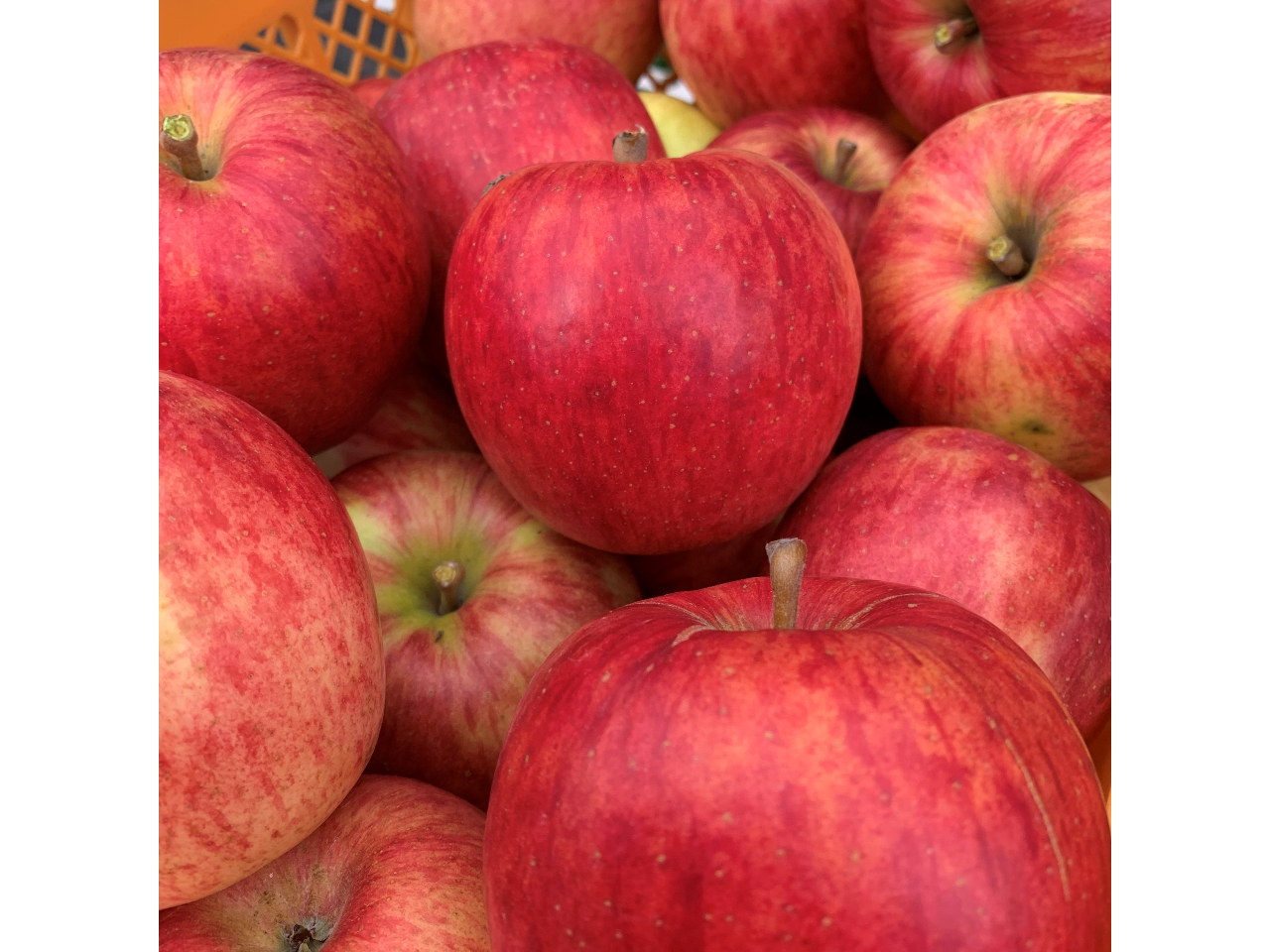 採れたてりんごをその場で食べる♪サイコーです。