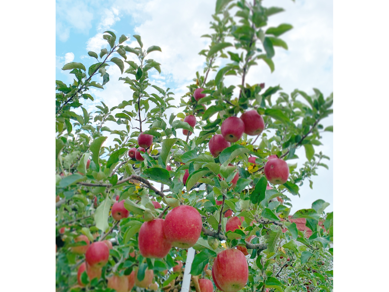 鈴なりのりんご♪見に来ませんか?