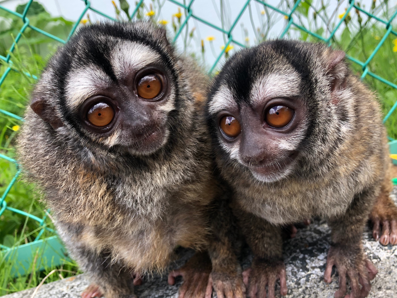 パーク入園チケット サファリバス乗車 天空のサバンナで迫力満点の動物たちに会おう ファミリー カップル 女性にオススメ 岩手サファリパーク じゃらん遊び体験