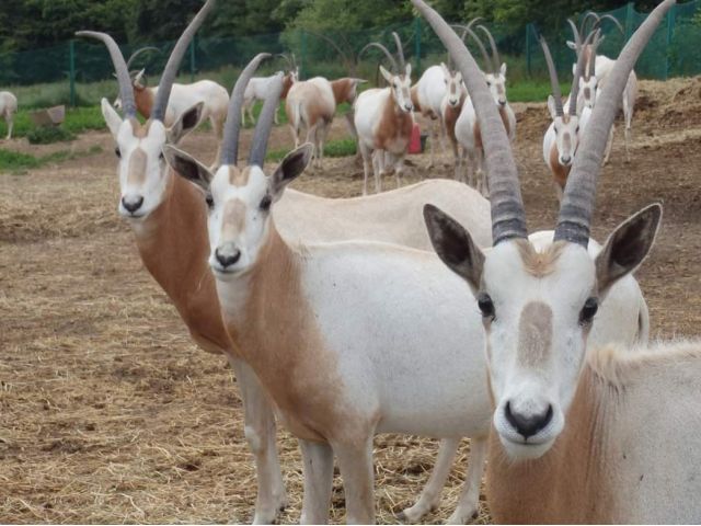 パーク入園チケット サファリバス乗車 天空のサバンナで迫力満点の動物たちに会おう ファミリー カップル 女性にオススメ 岩手サファリパーク じゃらん遊び体験 パーク入園チケット サファリバス乗車 天空のサバンナで迫力満点の動物たちに会おう ファミリー カップル 女性にオススメ 岩手サファリパーク じゃらん遊び体験