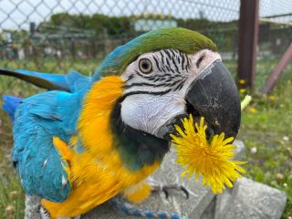 ルリコンゴウインコ