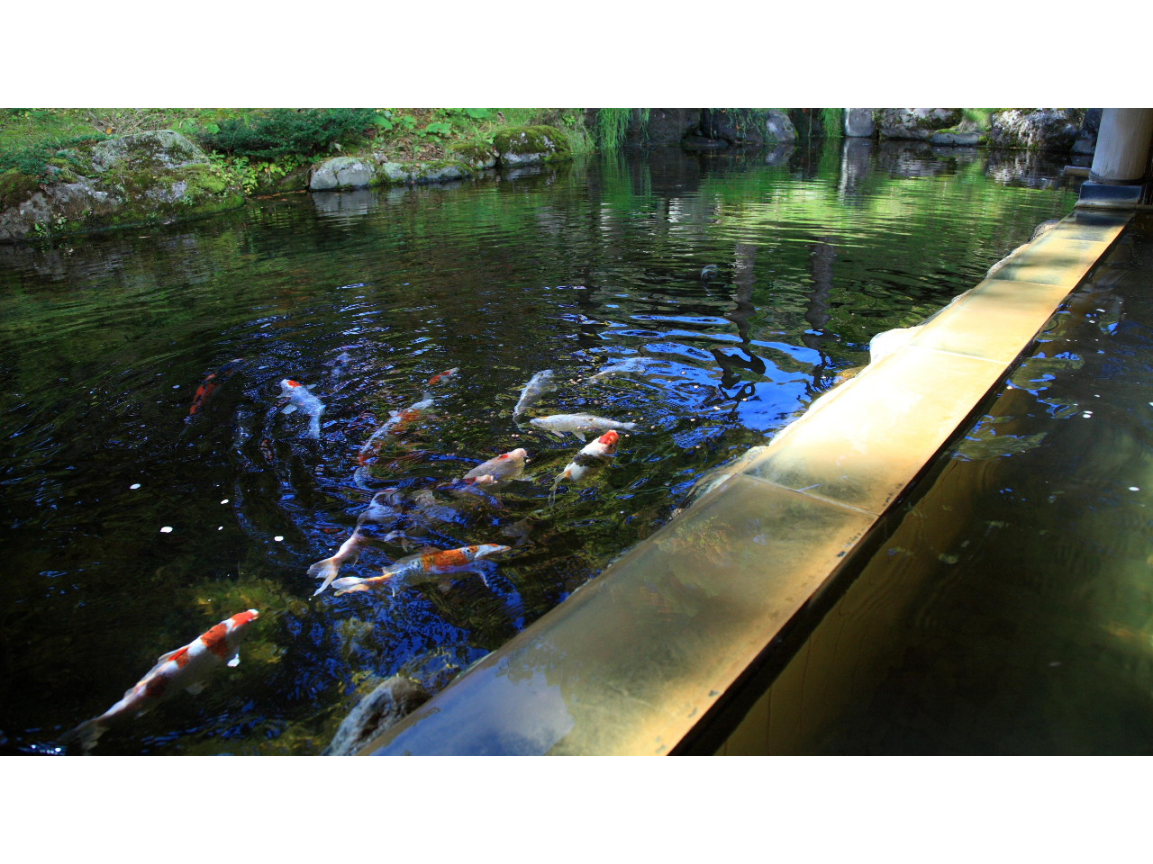 すぐそばにある池を泳ぐ鯉ー屋根付露天風呂「雫石高倉温泉」