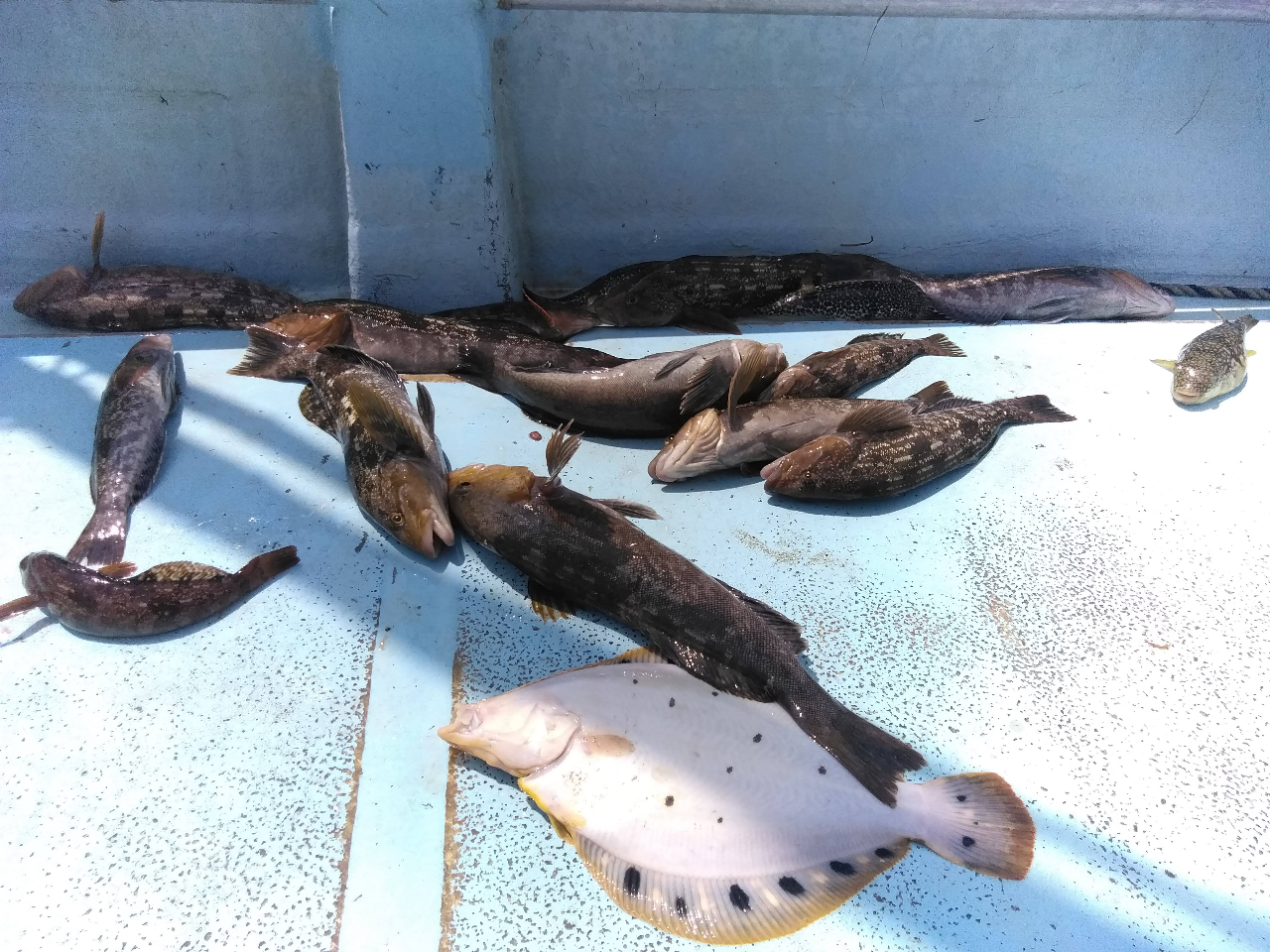 幻の高級魚ホシガレイも狙えます。