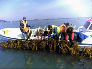 わかめ狩り体験、松島湾産のわかめは、身が柔くわかめしゃぶしゃぶが最高に美味しい