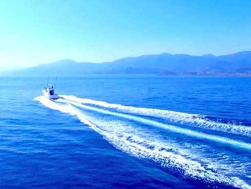 じゃらん限定】【イルカクルージング】イルカとの遭遇率95