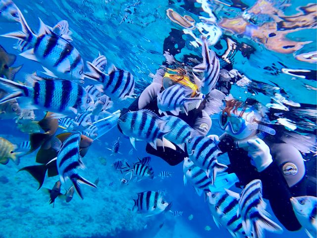 プールばりの透明度×魚群