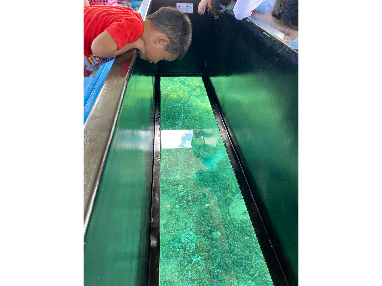 色とりどりの珊瑚に大興奮