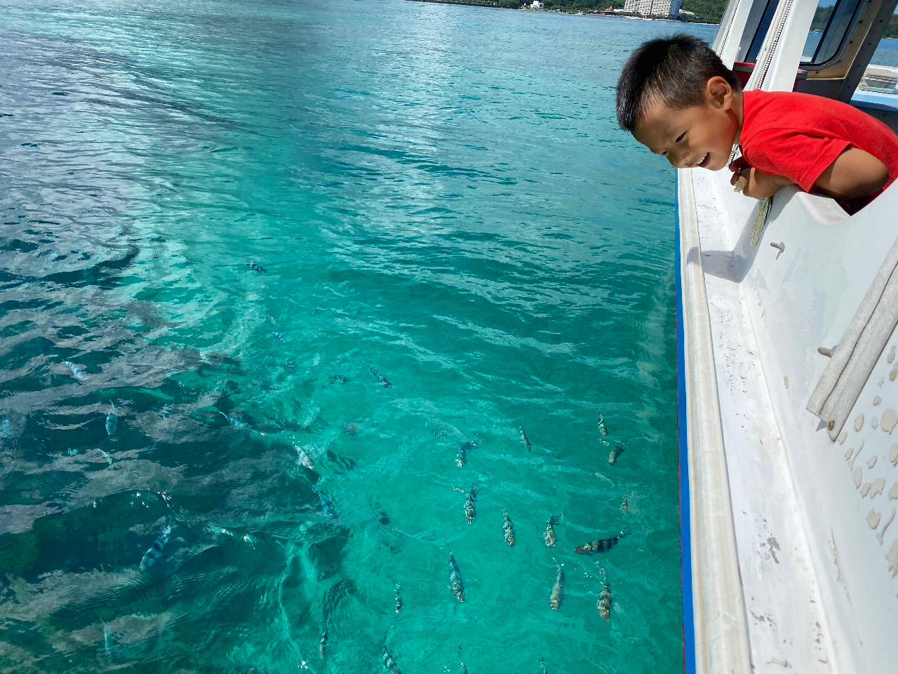 無料!魚の餌付け付き!カラフルな可愛い魚に餌をあげよう!