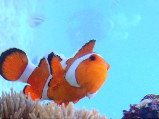 かわいいカクレクマノミも見れるよ