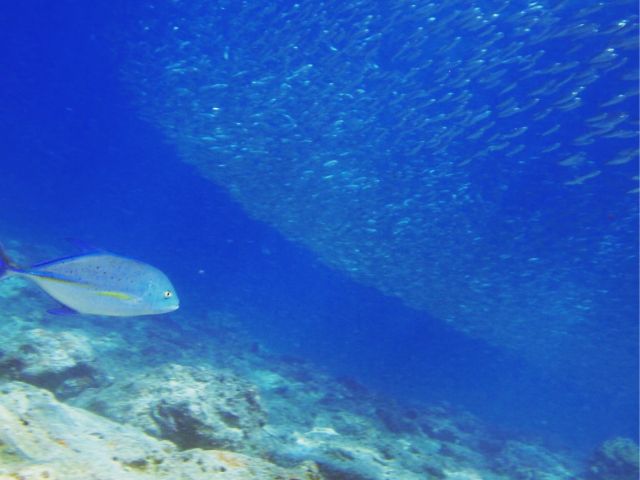 小魚の群れがキラキラ