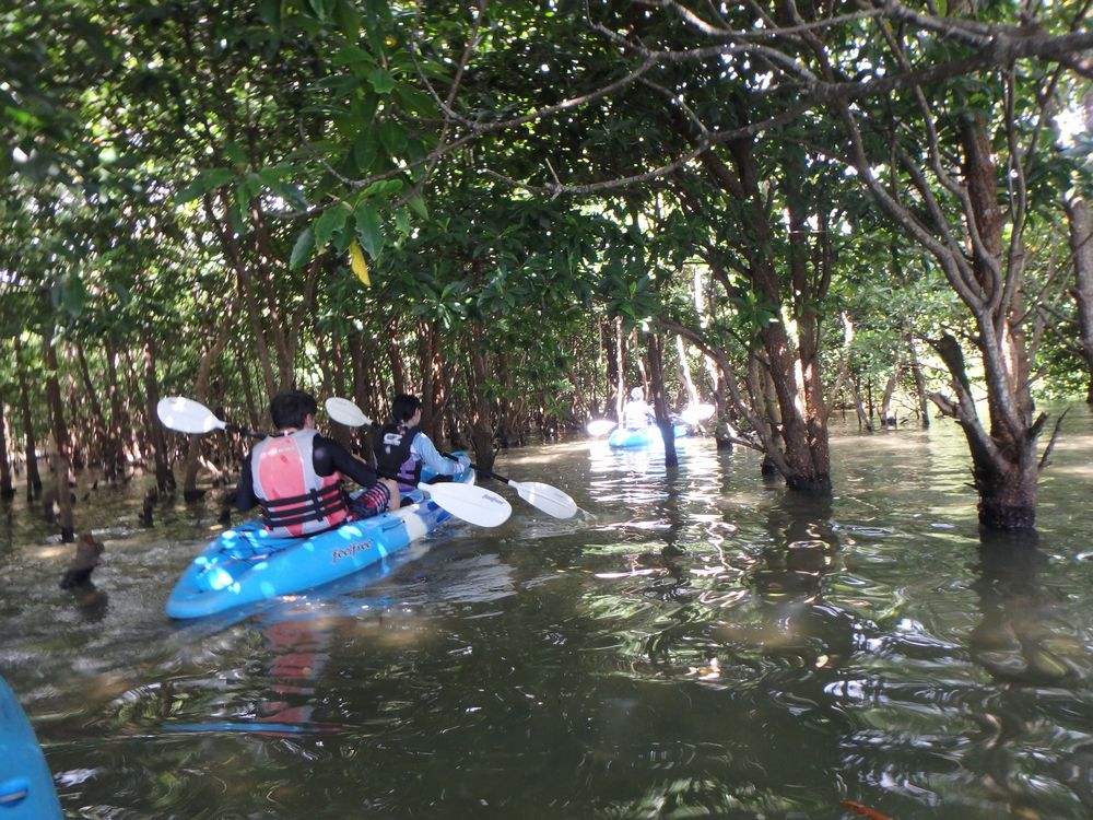 マングローブ林の中へ