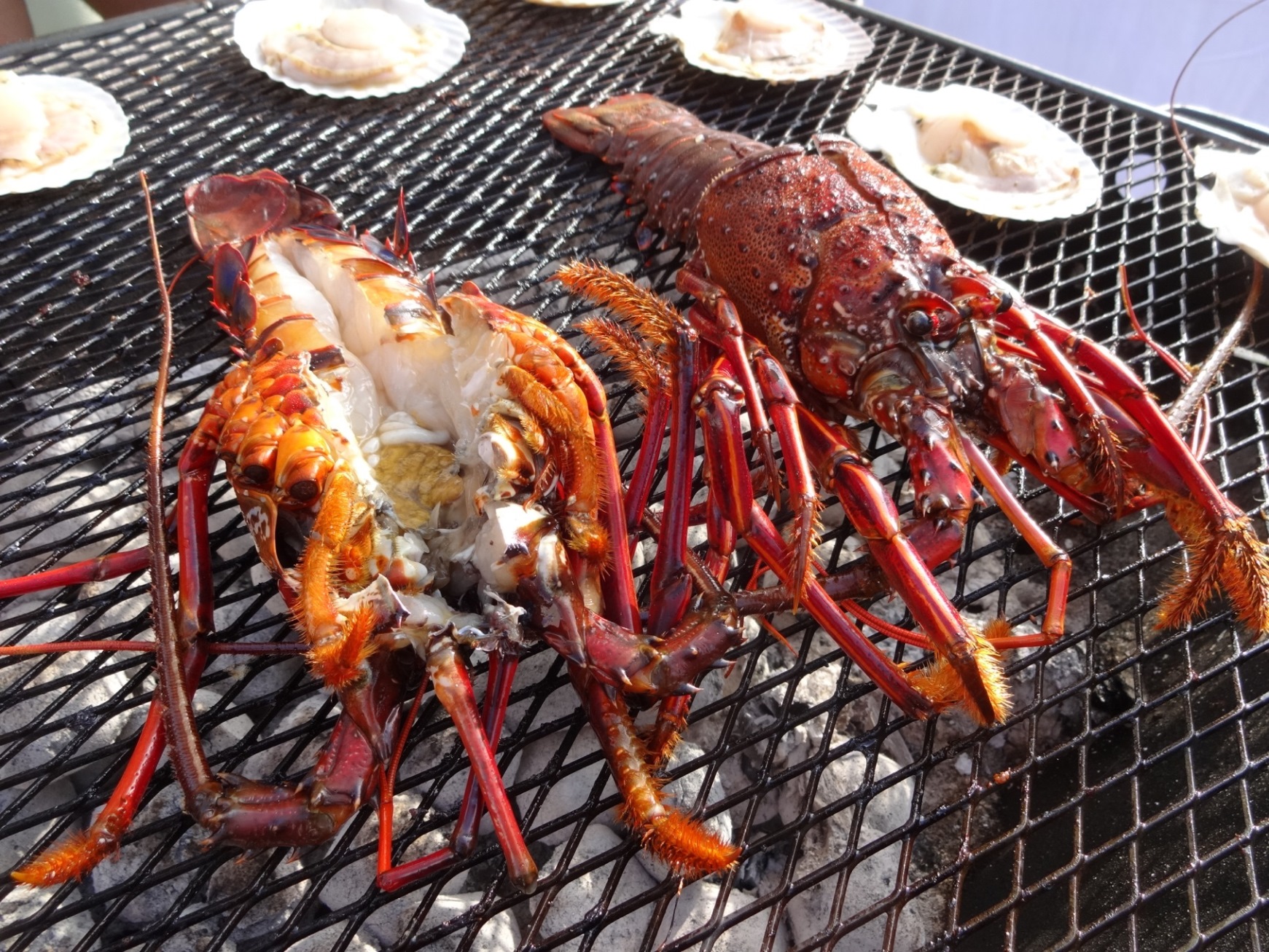 ǉj[ɂ͑lC̈ɐCV񂲏ܖI