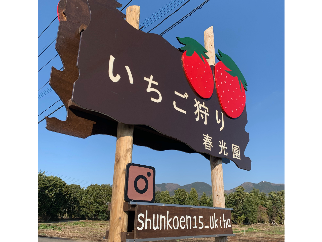 コロナ対策中 ４月 ５月 3周年記念 いちご狩り あまおう含む5品種60分食べ放題 春光園 じゃらん遊び体験
